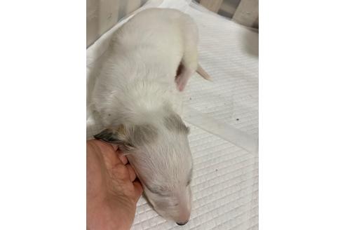 成約済の岡山県のボルゾイ-134621の4枚目