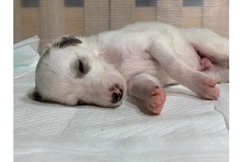 成約済の岡山県のボルゾイ-134621の2枚目