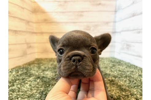 成約済の愛知県のフレンチブルドッグ-134624の1枚目