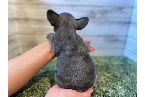 成約済の愛知県のフレンチブルドッグ-134624の4枚目