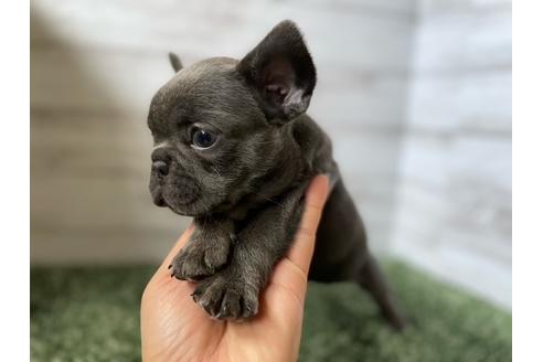 成約済の愛知県のフレンチブルドッグ-134624の3枚目