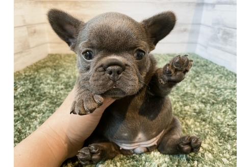 成約済の愛知県のフレンチブルドッグ-134624の2枚目