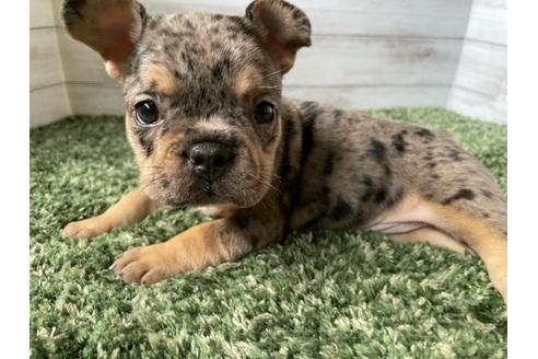 成約済の愛知県のフレンチブルドッグ-134625の1枚目