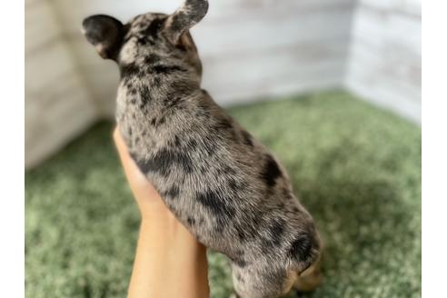 成約済の愛知県のフレンチブルドッグ-134625の3枚目