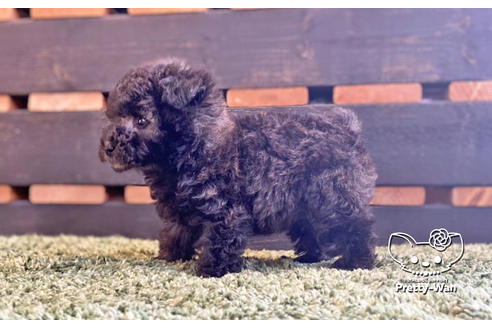 成約済の愛知県のティーカッププードル-134634の3枚目