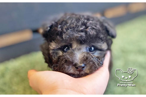 成約済の愛知県のティーカッププードル-134634の4枚目