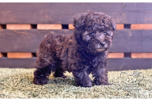 成約済の愛知県のティーカッププードル-134634の5枚目