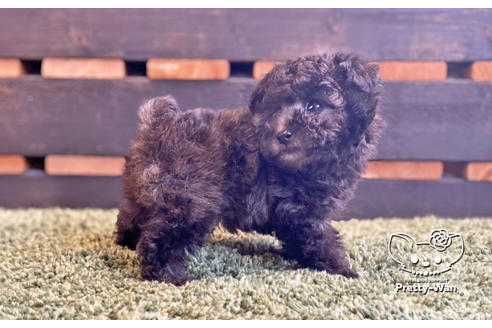 成約済の愛知県のティーカッププードル-134634の6枚目