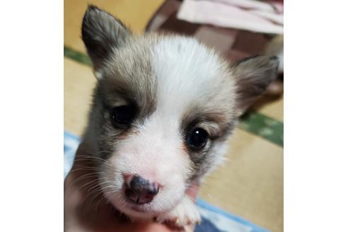 子犬