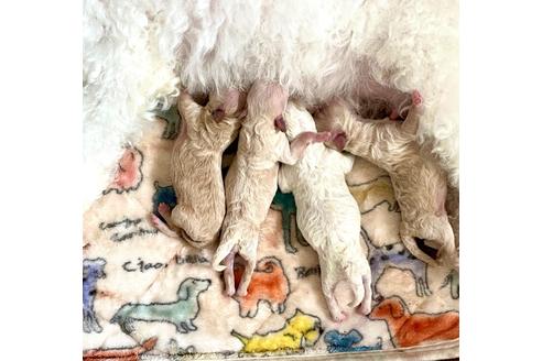 成約済の東京都のミックス犬-134662の29枚目