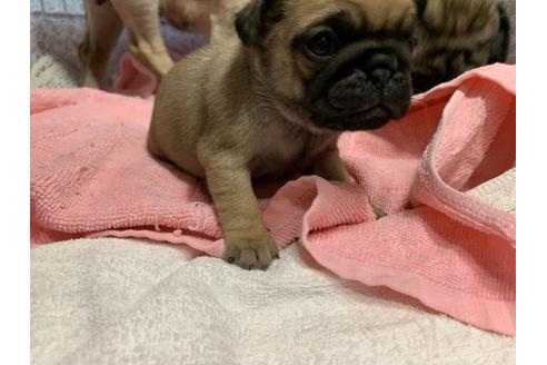 成約済の岐阜県のパグ-134212の4枚目
