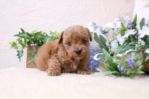 成約済の滋賀県のトイプードル-134690