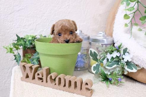 成約済の滋賀県のトイプードル-134690の2枚目