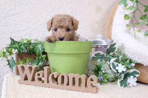 成約済の滋賀県のトイプードル-134616