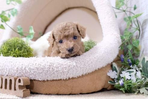 成約済の滋賀県のトイプードル-134616の3枚目