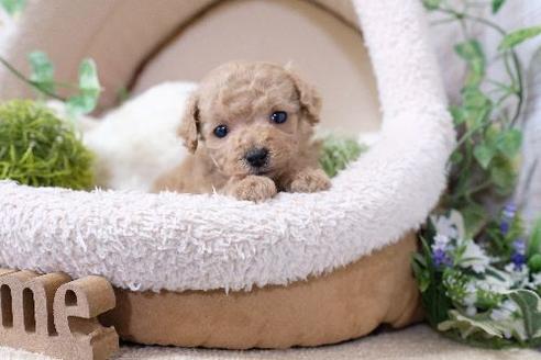 成約済の滋賀県のトイプードル-134617