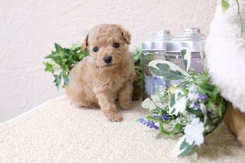 成約済の滋賀県のトイプードル-134617の3枚目