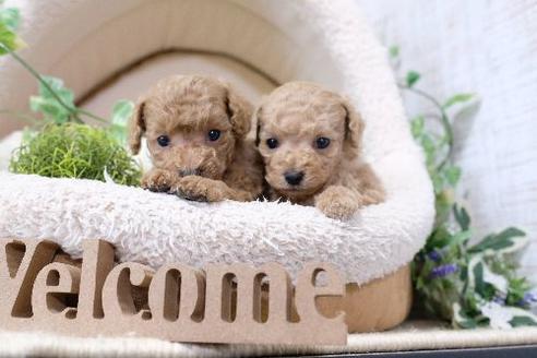 成約済の滋賀県のトイプードル-134617の2枚目