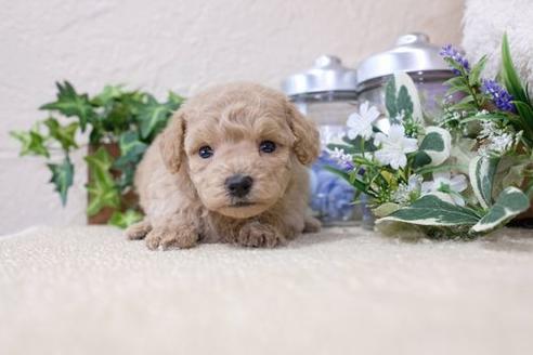 成約済の滋賀県のトイプードル-134708の3枚目