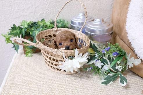 成約済の滋賀県のトイプードル-134711の1枚目