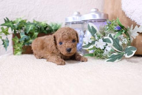 成約済の滋賀県のトイプードル-134711の3枚目