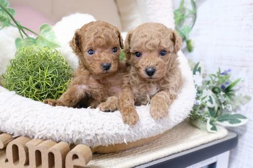 成約済の滋賀県のトイプードル-134711の2枚目