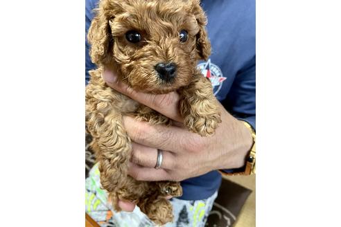 成約済の静岡県のトイプードル-134376の1枚目