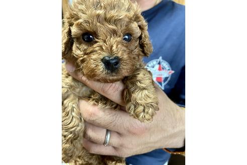 成約済の静岡県のトイプードル-134376の3枚目