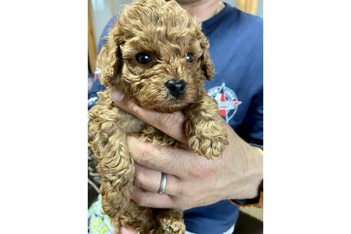 成約済の静岡県のトイプードル-134376の2枚目