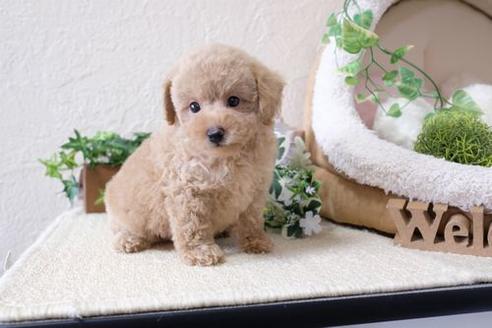 成約済の滋賀県のトイプードル-133026の1枚目