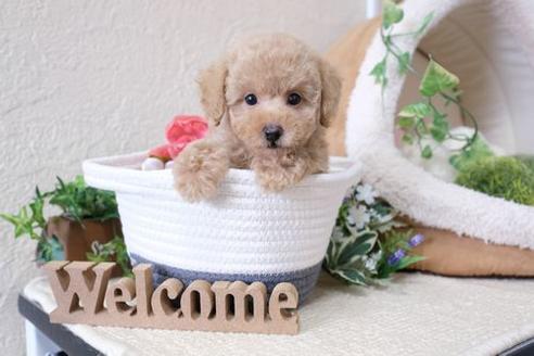 成約済の滋賀県のトイプードル-133026の5枚目