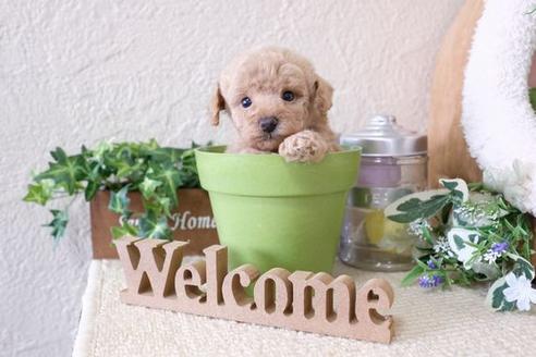 成約済の滋賀県のトイプードル-133026の3枚目