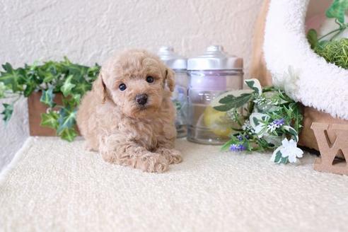 成約済の滋賀県のトイプードル-133026の2枚目
