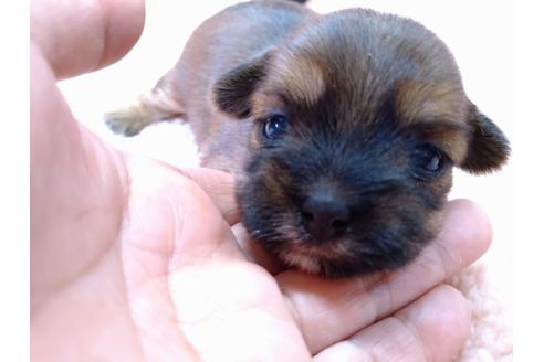 成約済の神奈川県のミックス犬-134722の1枚目