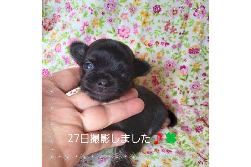成約済の山口県のチワワ(ロングコート)-132421