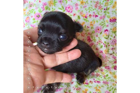 成約済の山口県のチワワ(ロングコート)-132421の5枚目