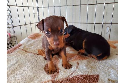 成約済の愛知県のミニチュアピンシャー(ミニピン)-134743の5枚目