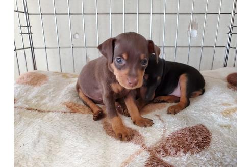 成約済の愛知県のミニチュアピンシャー(ミニピン)-134743の3枚目