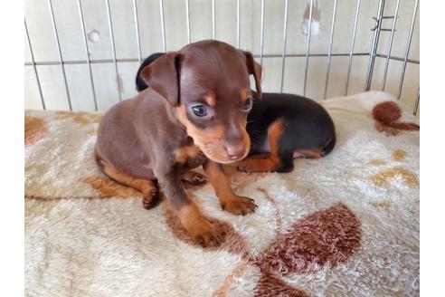 成約済の愛知県のミニチュアピンシャー(ミニピン)-134743の2枚目