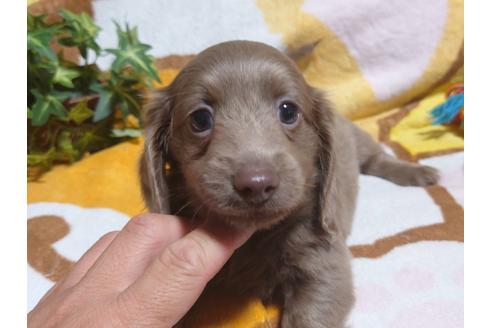 成約済の福岡県のカニンヘンダックスフンド(ロングヘアード)-130795の5枚目