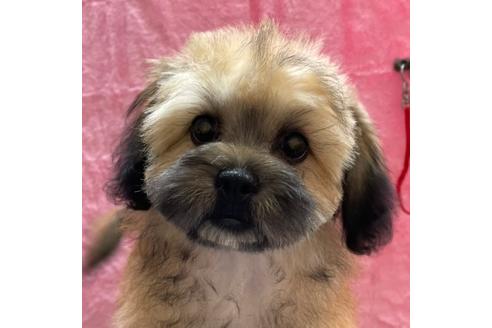 子犬