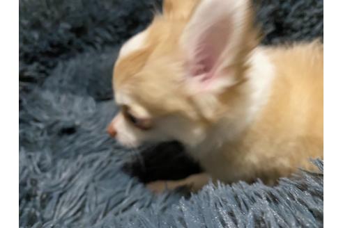 成約済の神奈川県のチワワ(ロングコート)-124565の12枚目