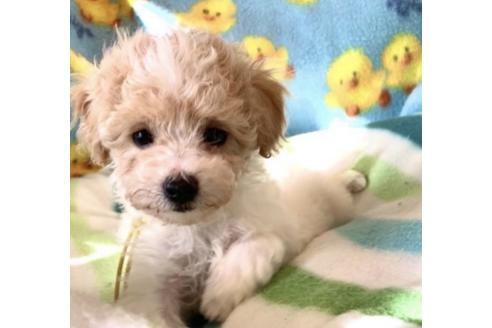 成約済の東京都のミックス犬-134662の28枚目