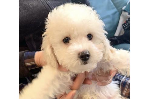 成約済の東京都のミックス犬-134662の26枚目