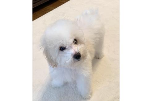 成約済の東京都のミックス犬-134662の25枚目