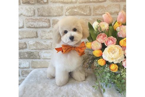 成約済の東京都のミックス犬-134662の23枚目