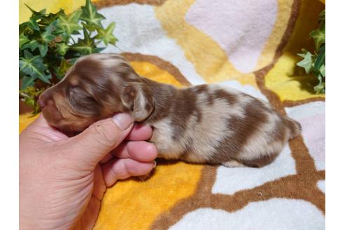 成約済の福岡県のミニチュアダックスフンド(ロングヘアード)-134833の13枚目