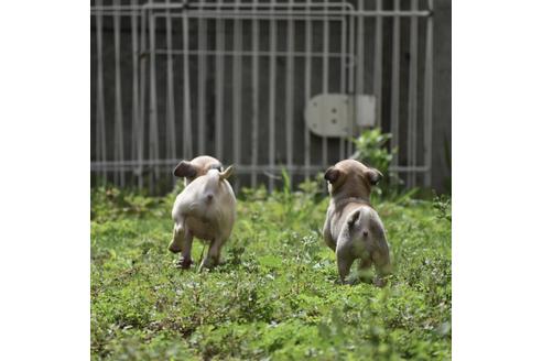 成約済の群馬県のパグ-132385の3枚目