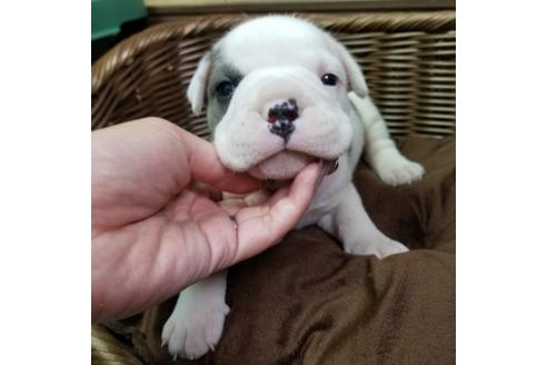 成約済の沖縄県のミックス犬-132514の6枚目