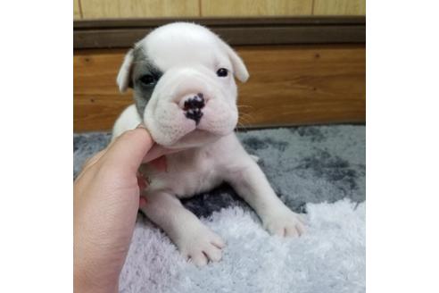 成約済の沖縄県のミックス犬-132514の6枚目